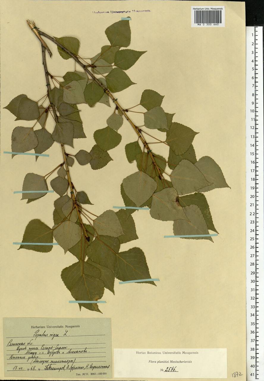 Populus nigra, Eastern Europe, Central region (E4) (Russia)