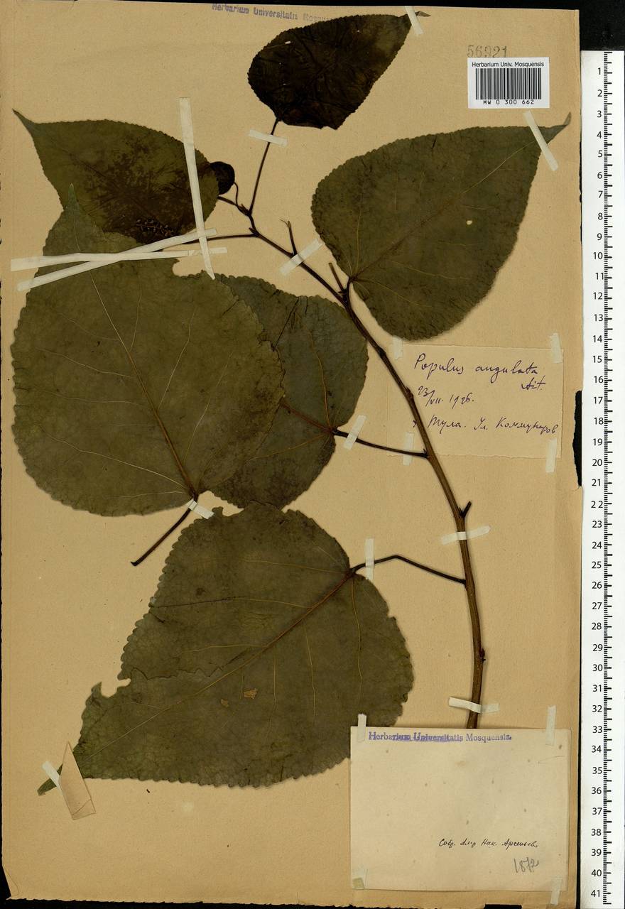 Populus nigra L., Eastern Europe, Central region (E4) (Russia)