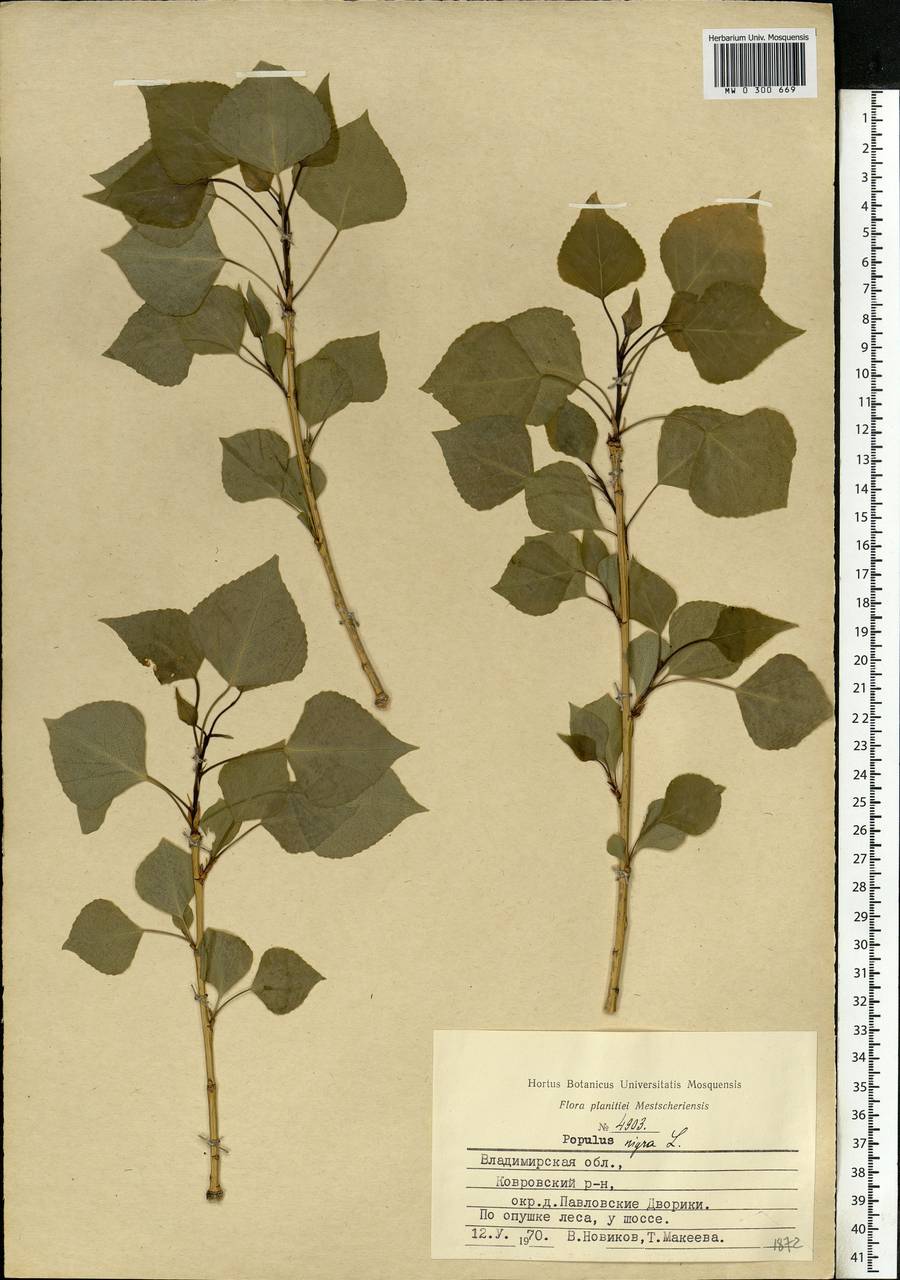 Populus nigra L., Eastern Europe, Central region (E4) (Russia)