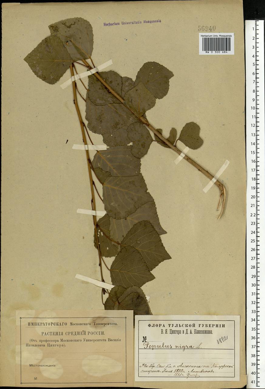 Populus nigra, Eastern Europe, Central region (E4) (Russia)