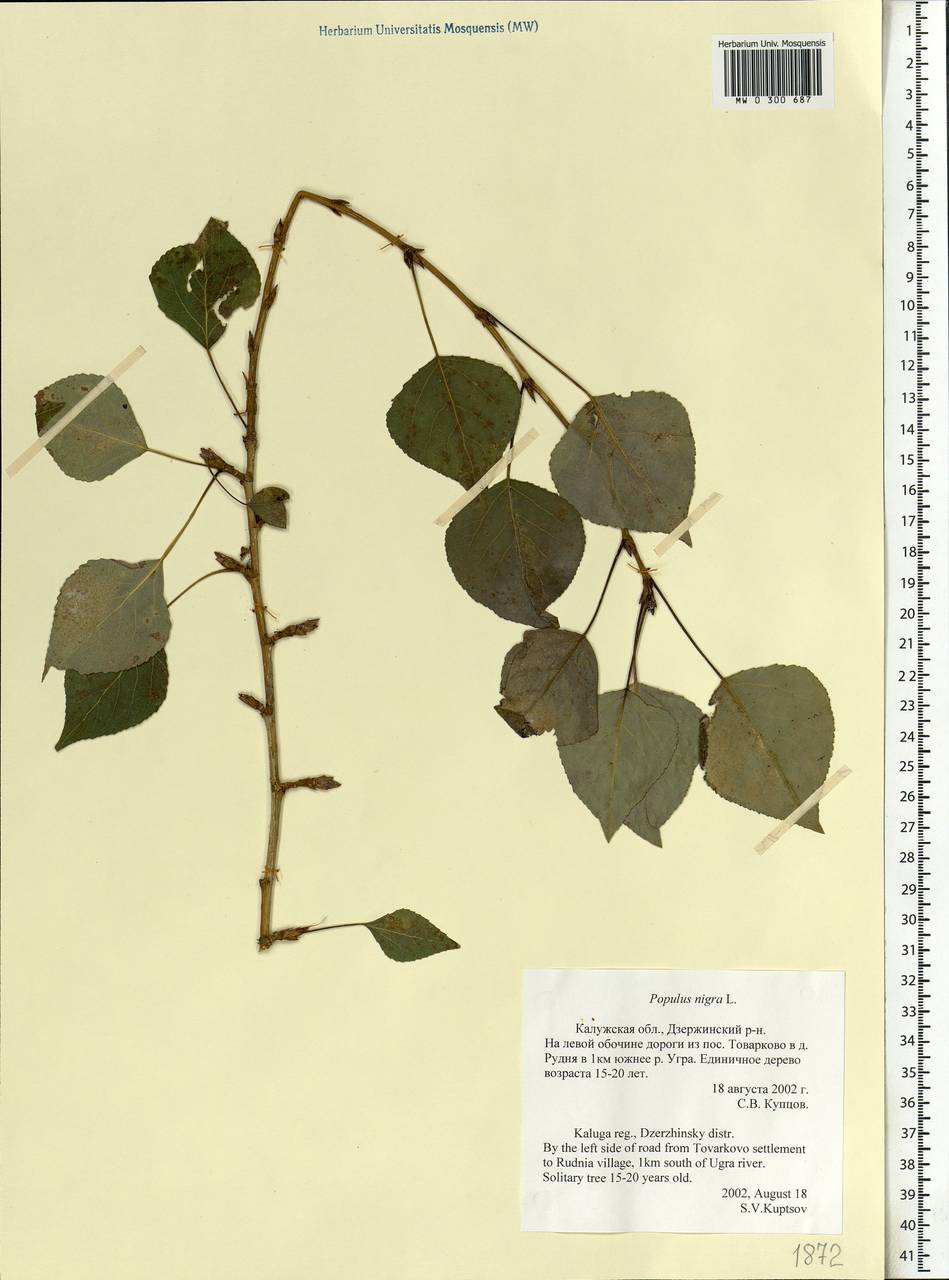 Populus nigra, Eastern Europe, Central region (E4) (Russia)