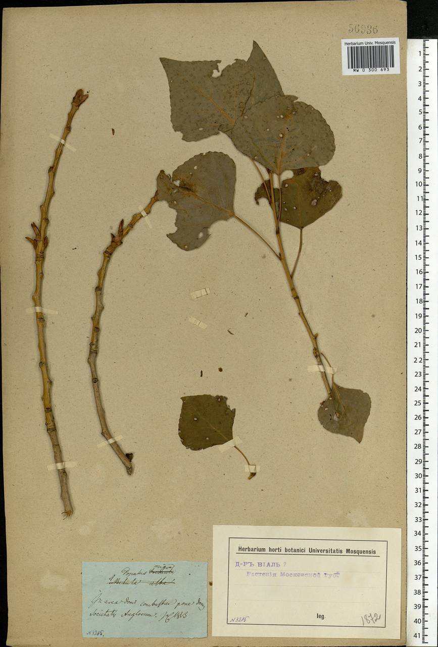 Populus nigra, Eastern Europe, Moscow region (E4a) (Russia)