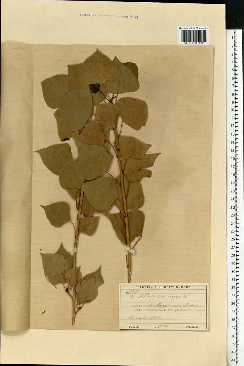 Populus nigra, Eastern Europe, Moscow region (E4a) (Russia)