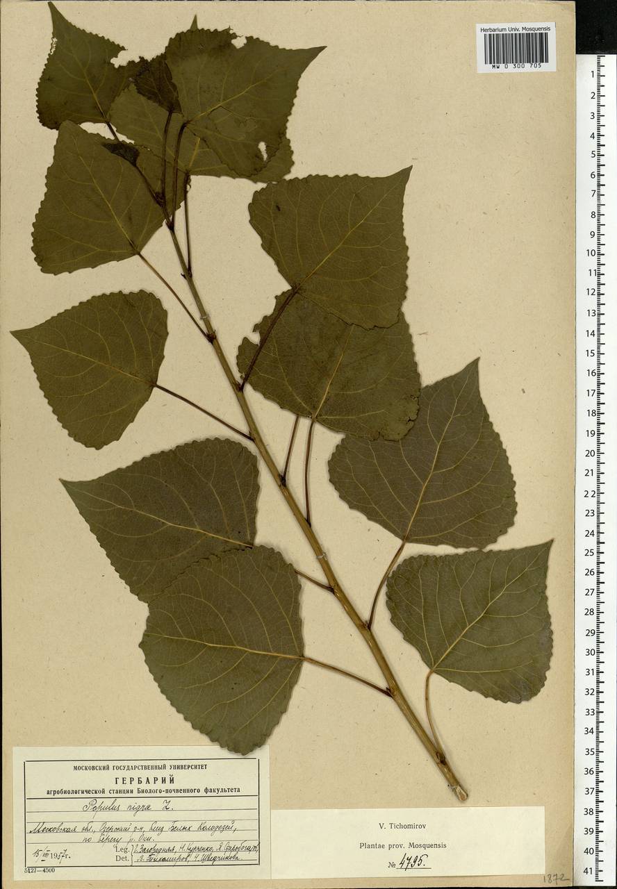 Populus nigra, Eastern Europe, Moscow region (E4a) (Russia)