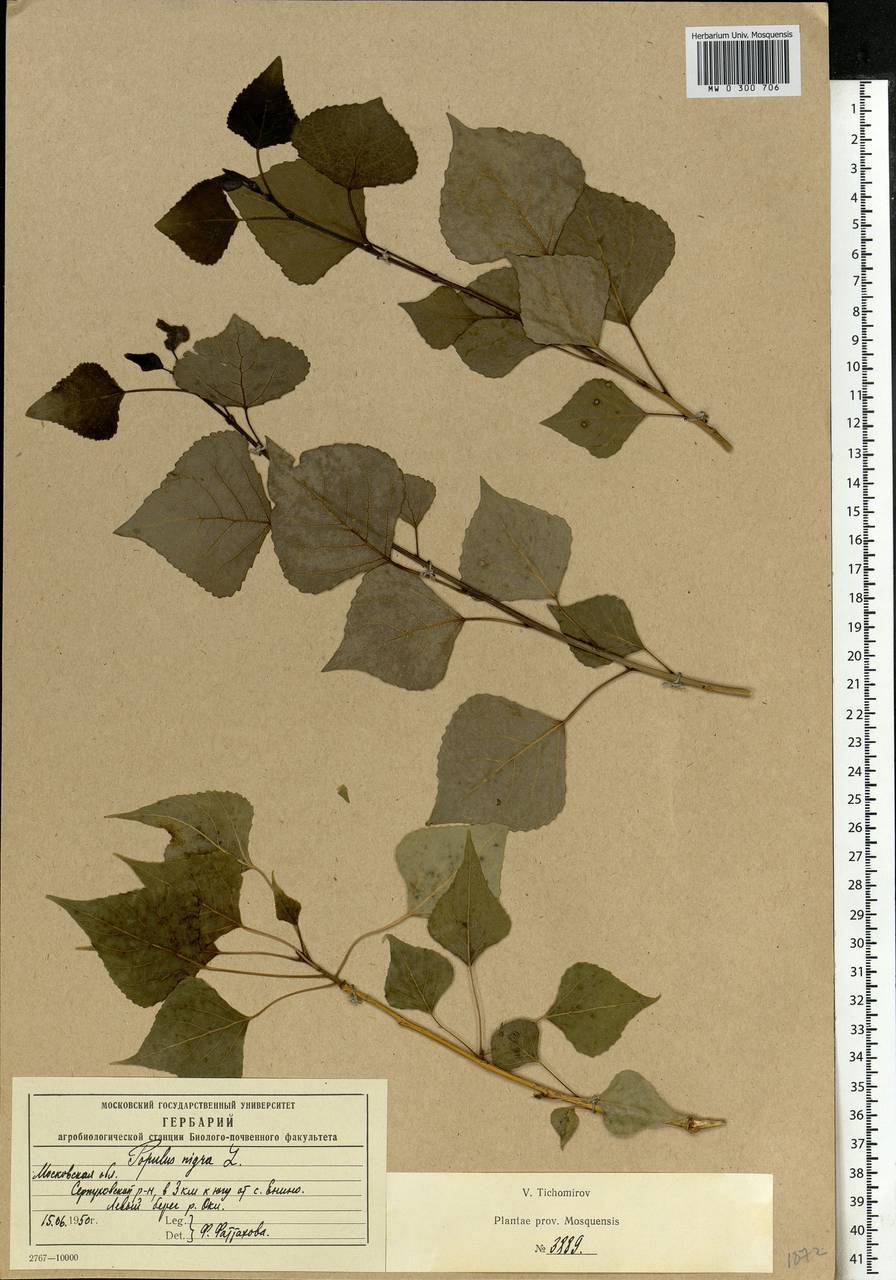 Populus nigra, Eastern Europe, Moscow region (E4a) (Russia)