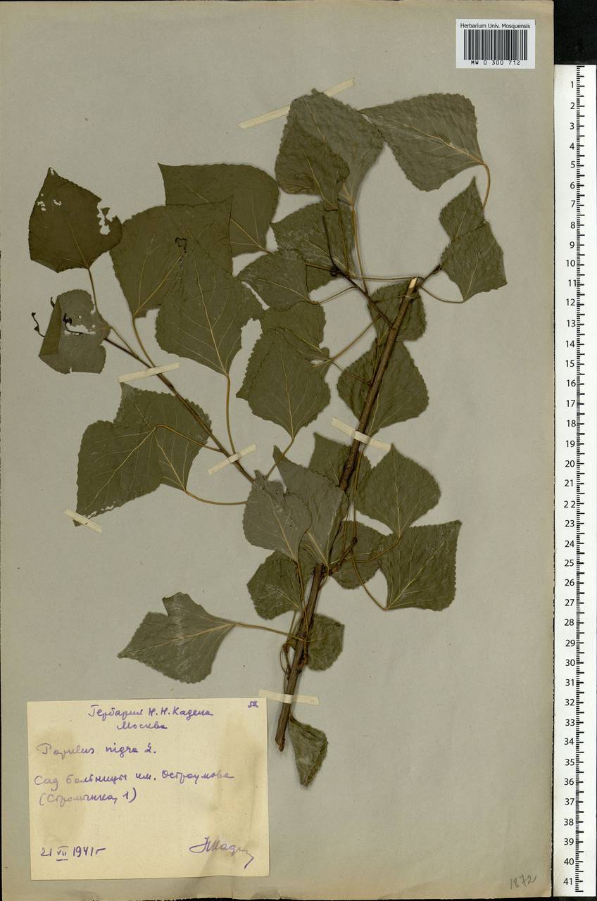 Populus nigra, Eastern Europe, Moscow region (E4a) (Russia)