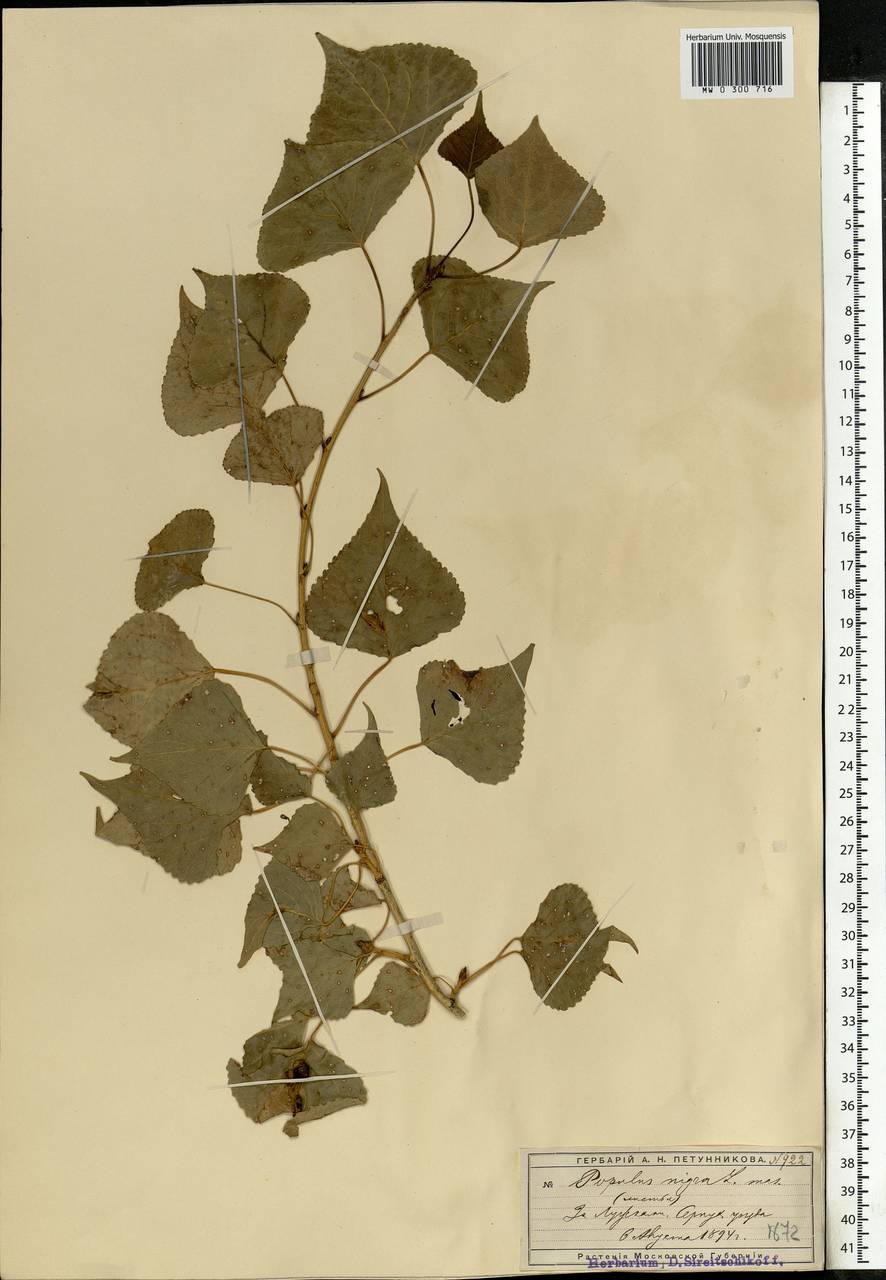 Populus nigra, Eastern Europe, Moscow region (E4a) (Russia)