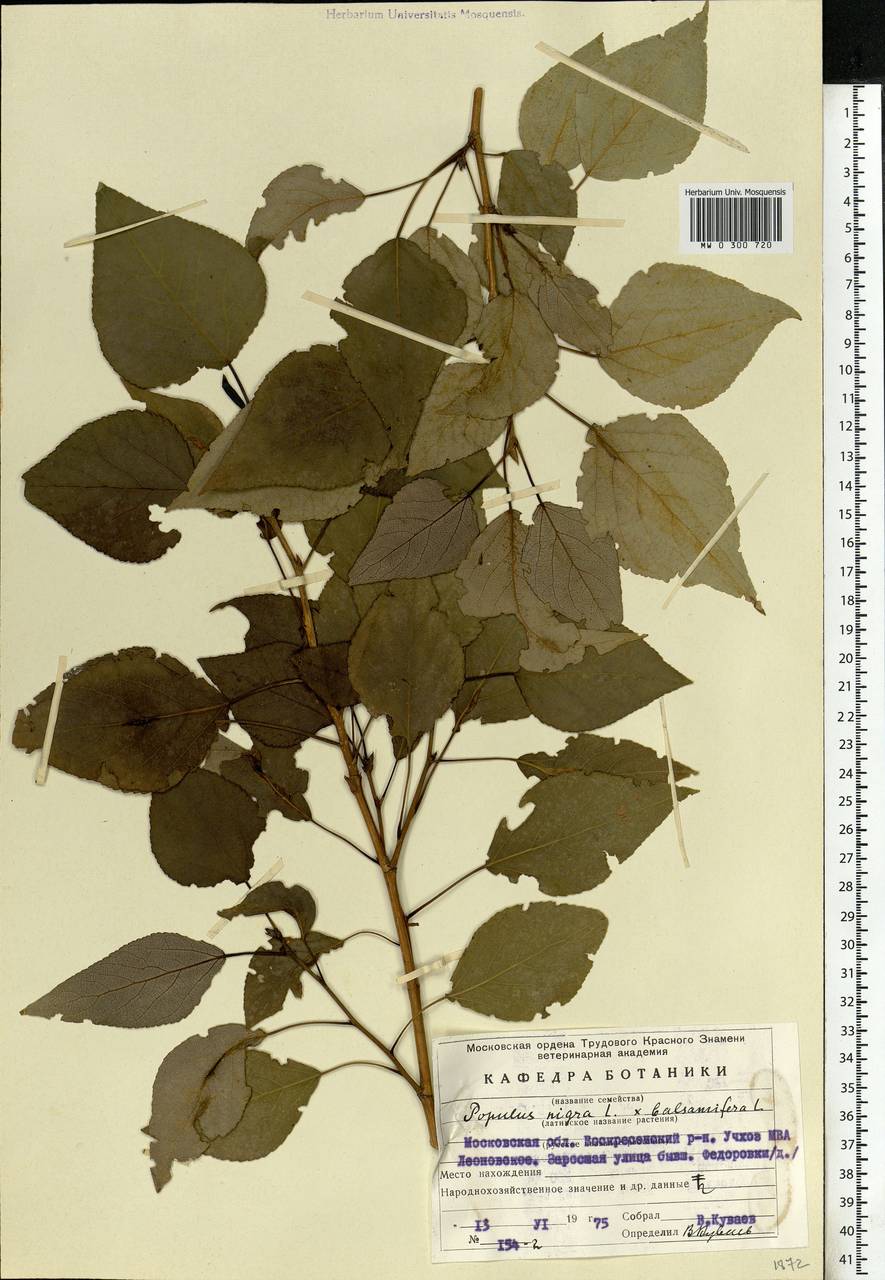 Populus nigra, Eastern Europe, Moscow region (E4a) (Russia)