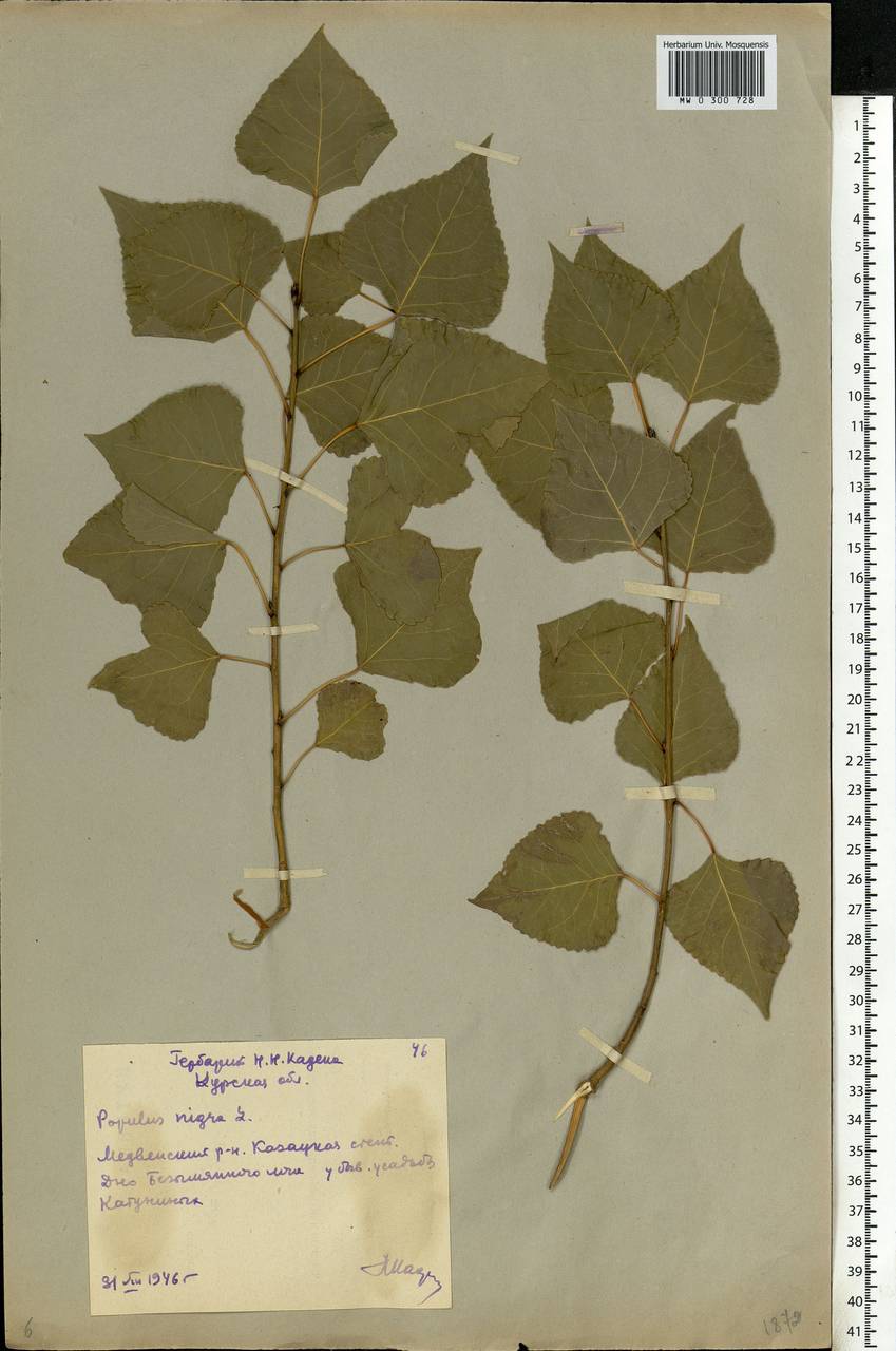 Populus nigra L., Eastern Europe, Central forest-and-steppe region (E6) (Russia)