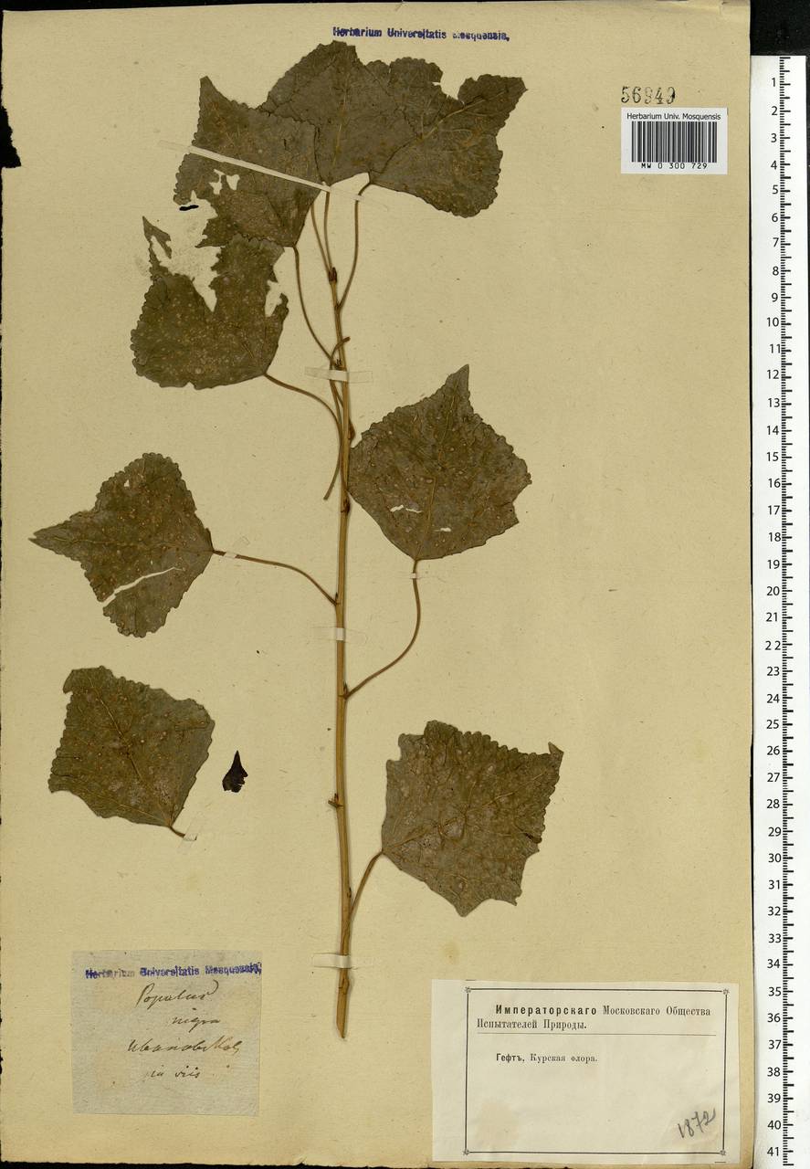 Populus nigra, Eastern Europe, Central forest-and-steppe region (E6) (Russia)