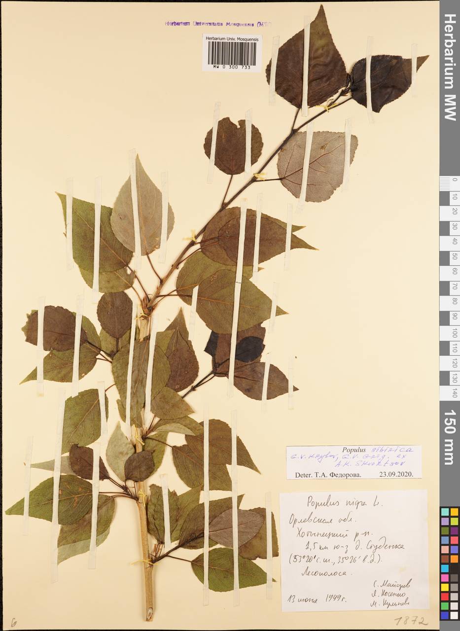 Populus tremuloides Michx., Eastern Europe, Central forest-and-steppe region (E6) (Russia)