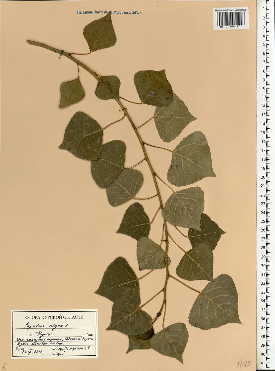 Populus nigra, Eastern Europe, Central forest-and-steppe region (E6) (Russia)
