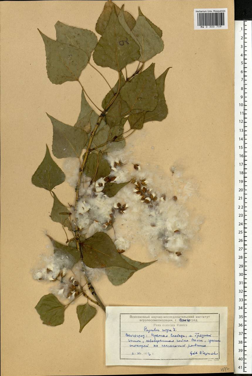 Populus nigra L., Eastern Europe, Lower Volga region (E9) (Russia)
