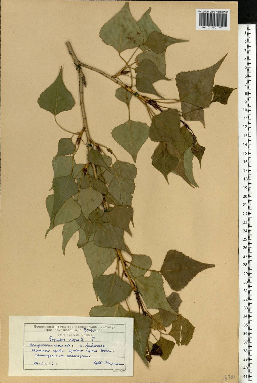 Populus nigra L., Eastern Europe, Lower Volga region (E9) (Russia)