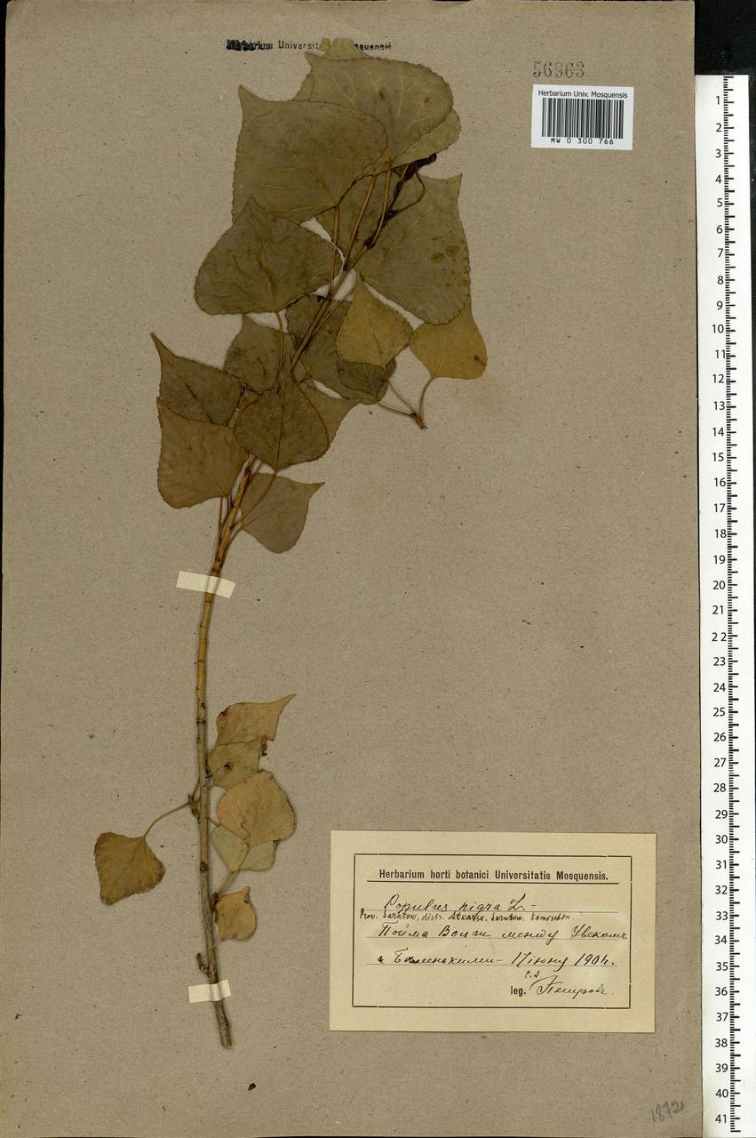 Populus nigra, Eastern Europe, Lower Volga region (E9) (Russia)