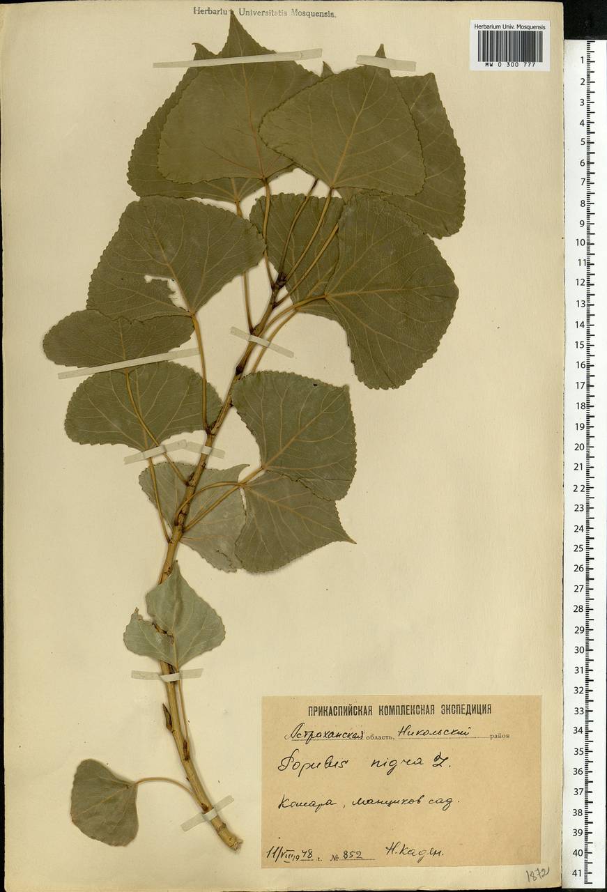 Populus nigra, Eastern Europe, Lower Volga region (E9) (Russia)