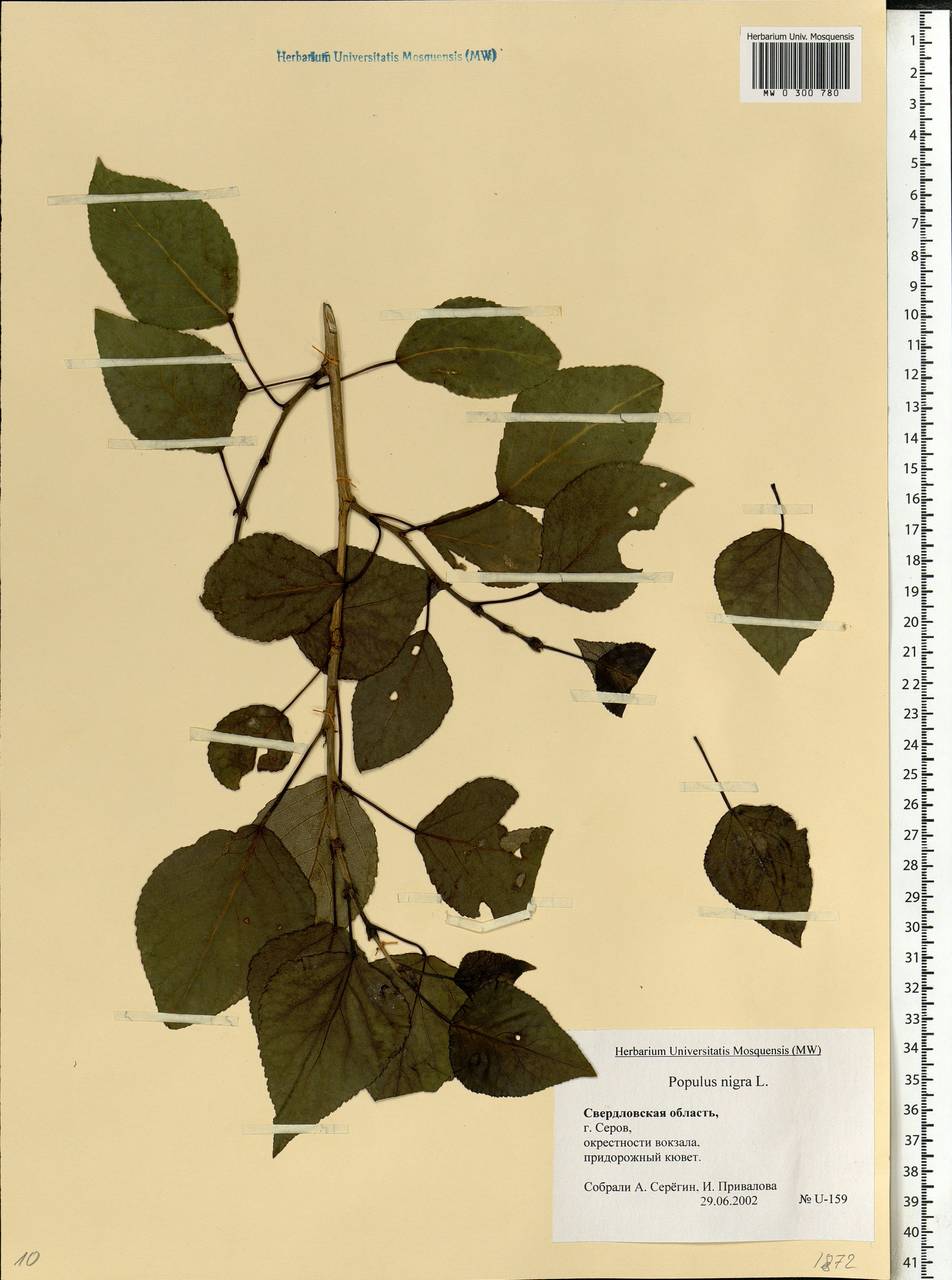 Populus nigra, Eastern Europe, Eastern region (E10) (Russia)