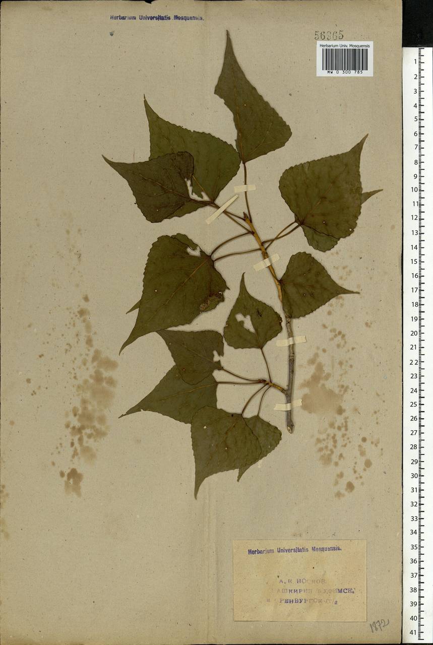 Populus nigra L., Eastern Europe, Eastern region (E10) (Russia)