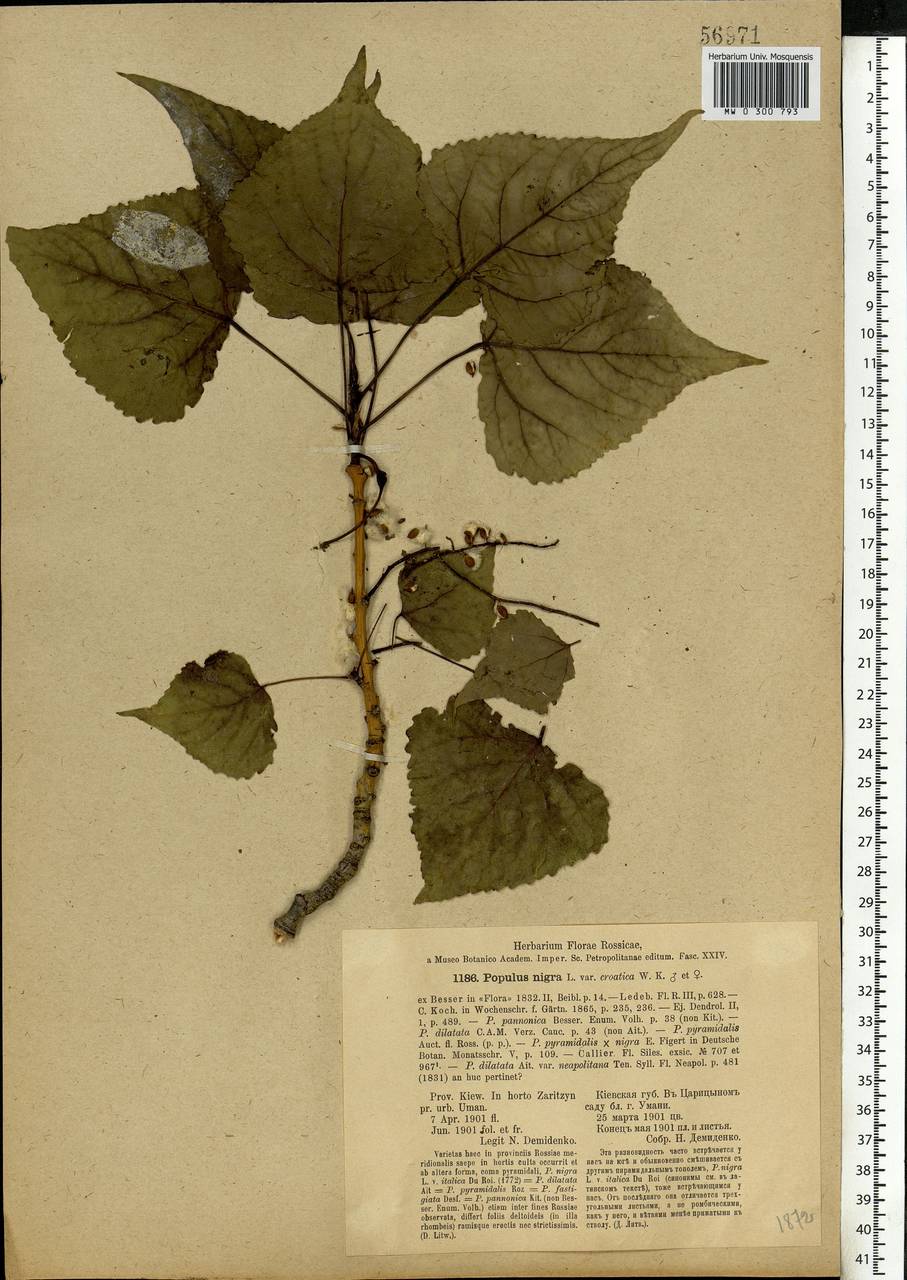 Populus nigra L., Eastern Europe, South Ukrainian region (E12) (Ukraine)