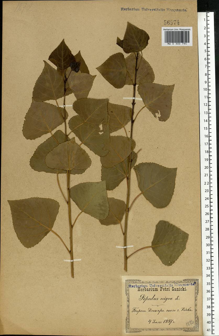 Populus nigra L., Eastern Europe, North Ukrainian region (E11) (Ukraine)