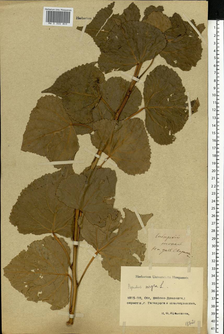Populus nigra L., Eastern Europe, Rostov Oblast (E12a) (Russia)