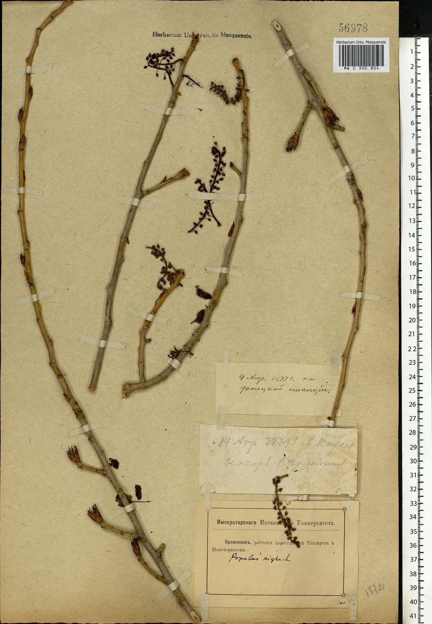 Populus nigra, Eastern Europe, Rostov Oblast (E12a) (Russia)