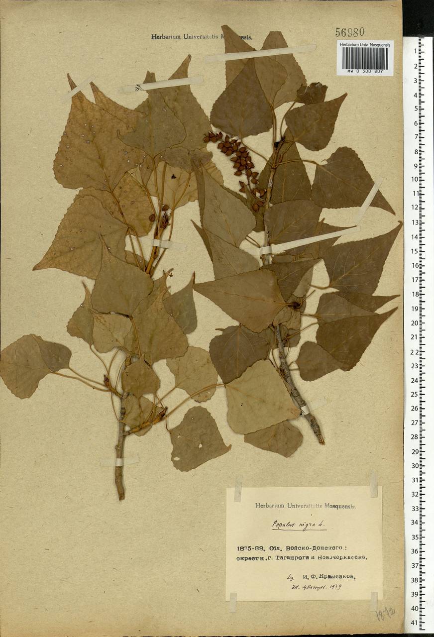 Populus nigra L., Eastern Europe, Rostov Oblast (E12a) (Russia)