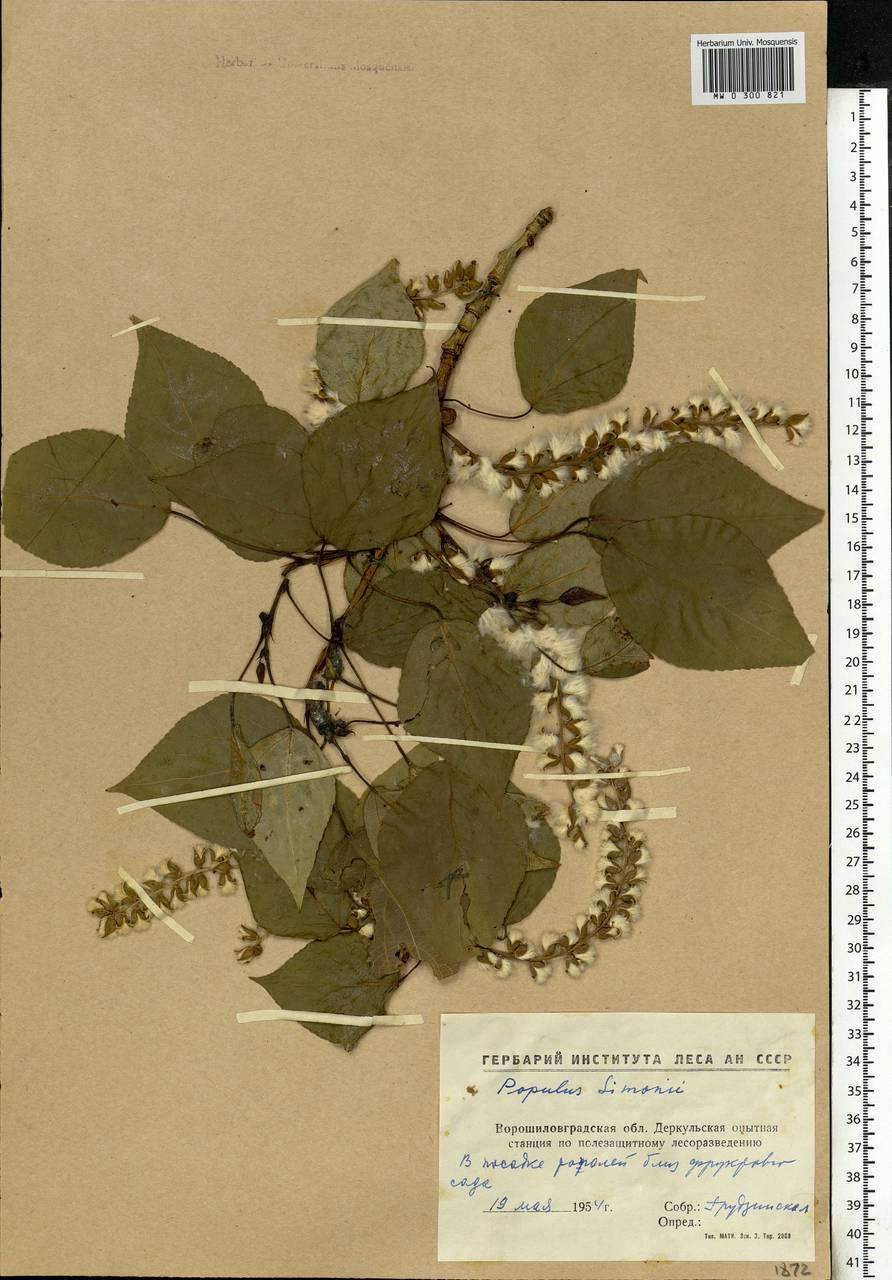 Populus simonii Carrière, Eastern Europe, North Ukrainian region (E11) (Ukraine)