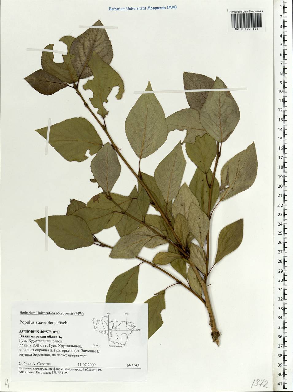Populus suaveolens, Eastern Europe, Central region (E4) (Russia)