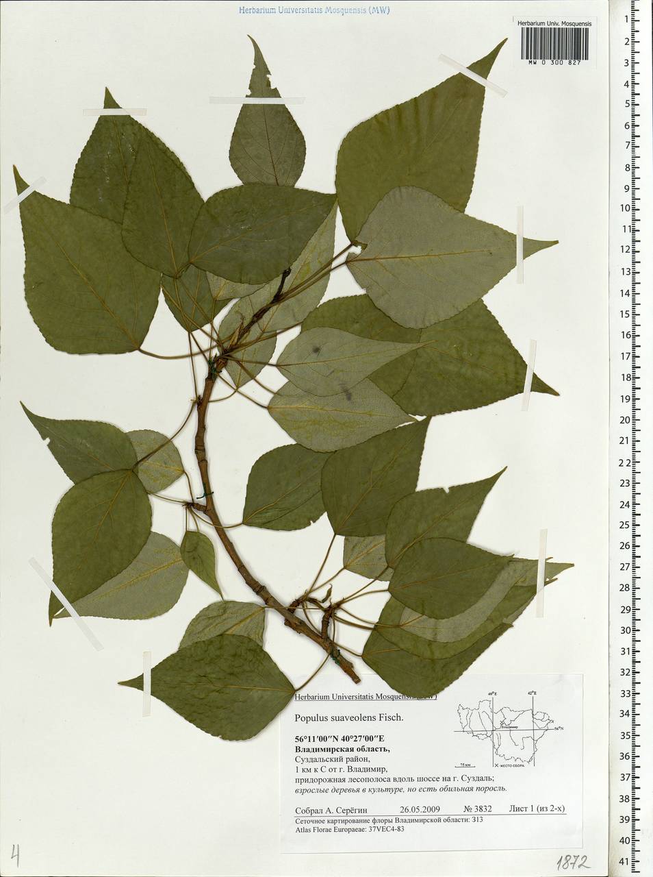 Populus suaveolens, Eastern Europe, Central region (E4) (Russia)