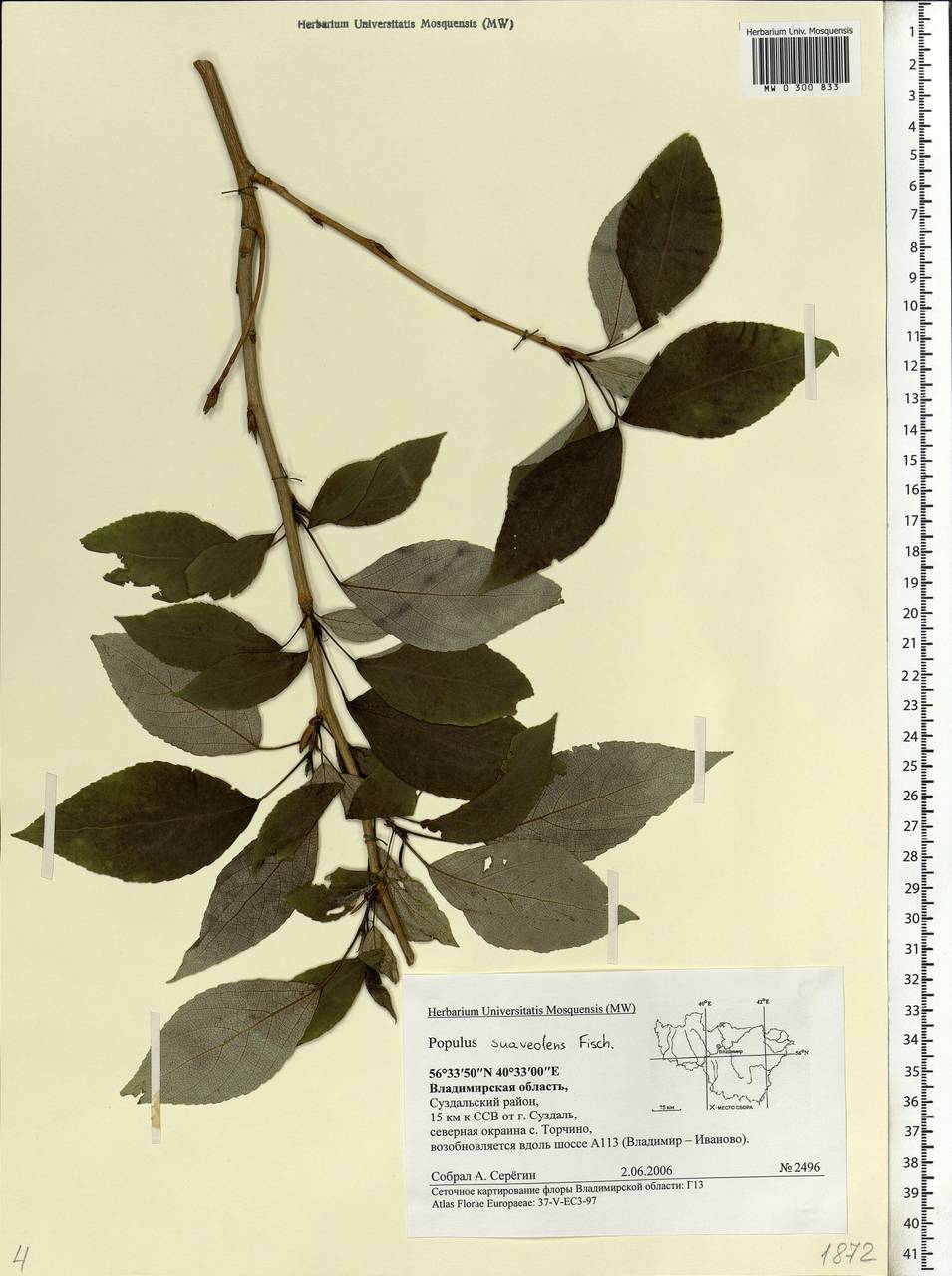 Populus suaveolens, Eastern Europe, Central region (E4) (Russia)