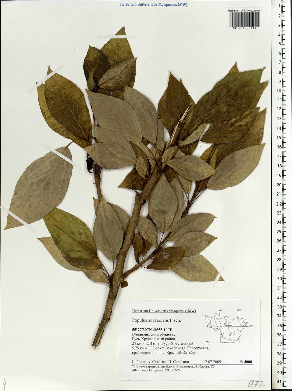 Populus suaveolens Fisch., Eastern Europe, Central region (E4) (Russia)