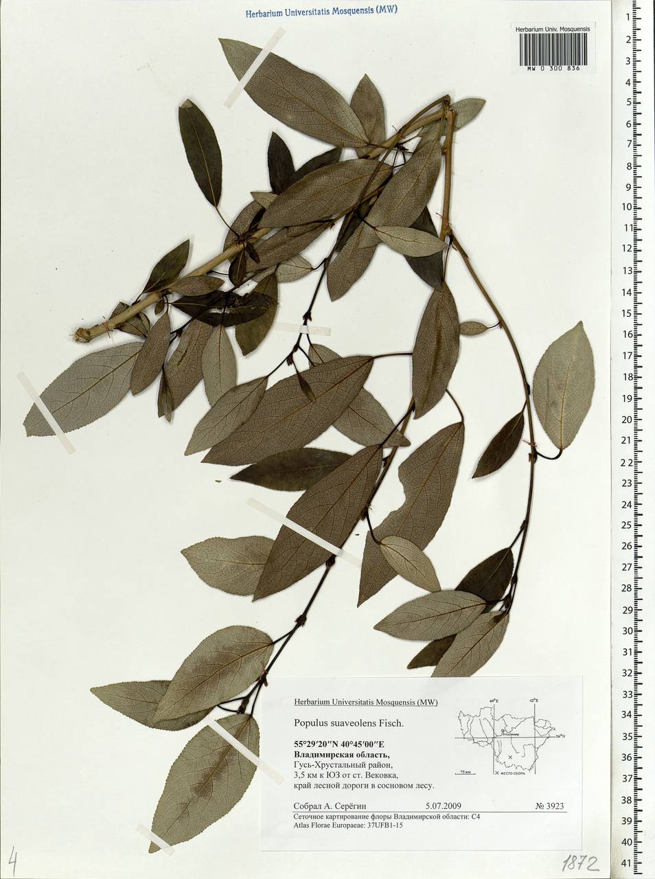 Populus suaveolens, Eastern Europe, Central region (E4) (Russia)