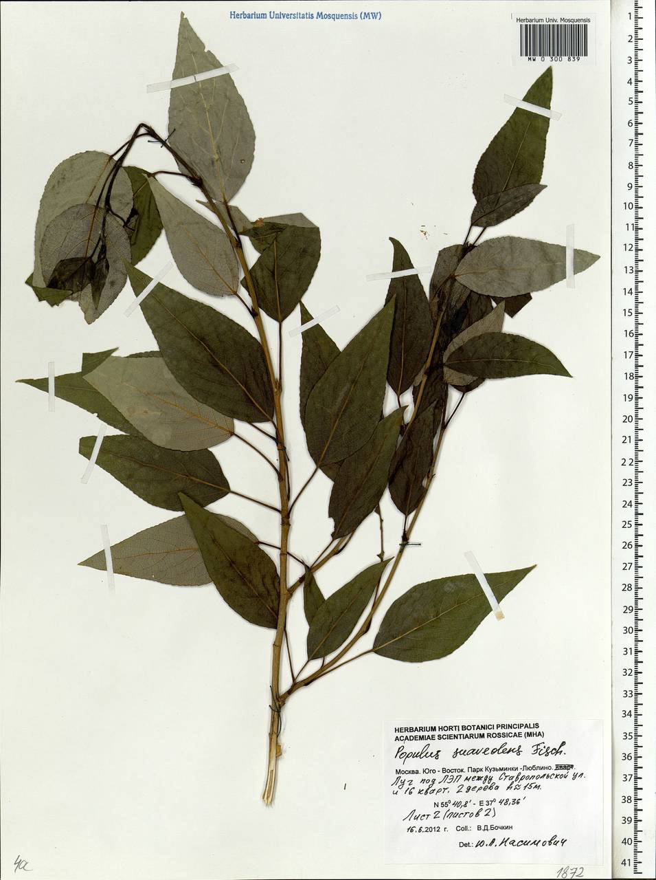 Populus suaveolens, Eastern Europe, Moscow region (E4a) (Russia)