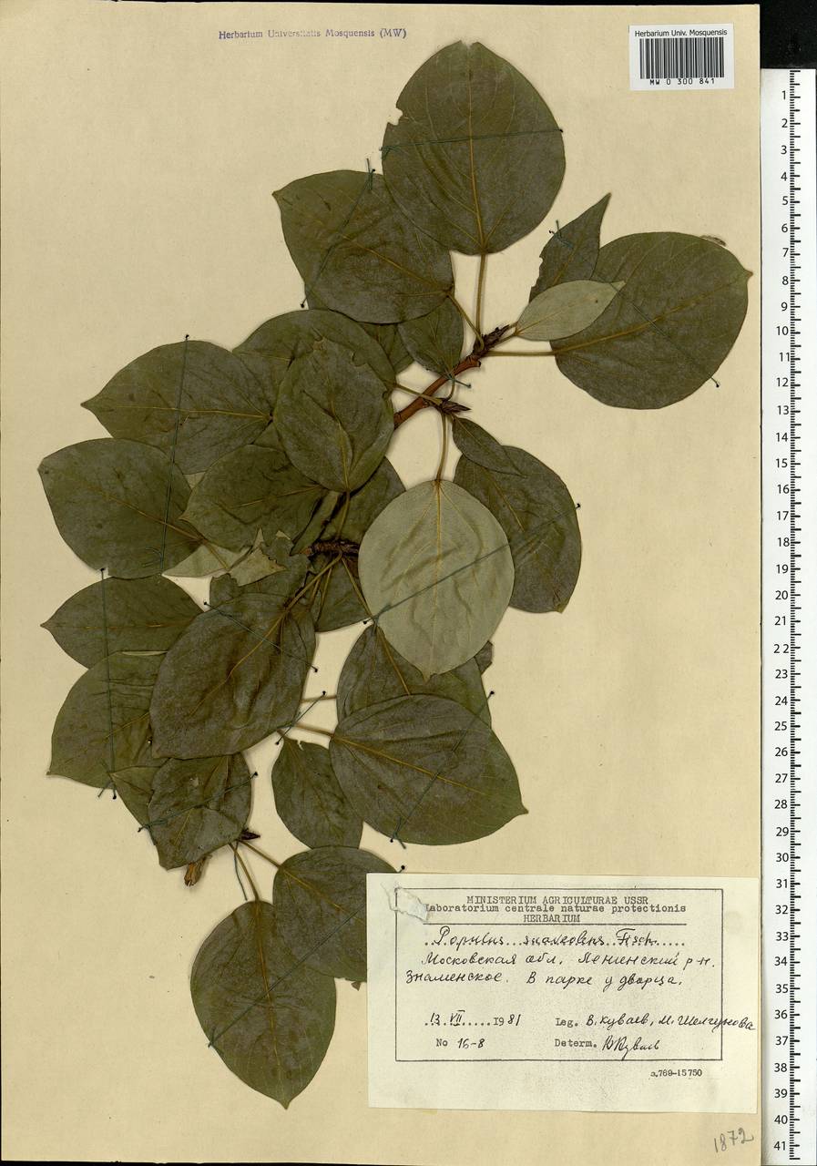 Populus suaveolens Fisch., Eastern Europe, Moscow region (E4a) (Russia)