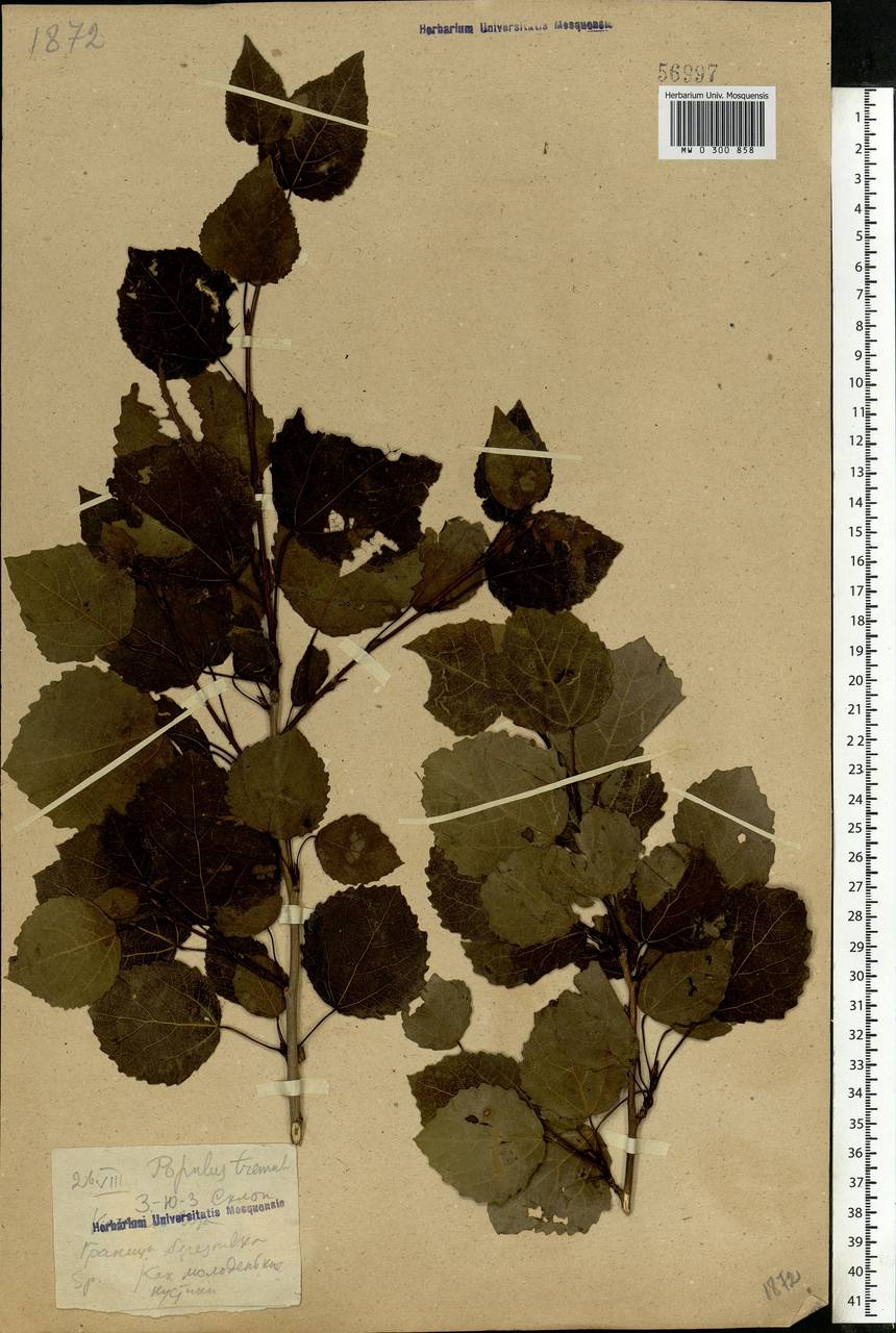 Populus tremula L., Eastern Europe (no precise locality) (E0)