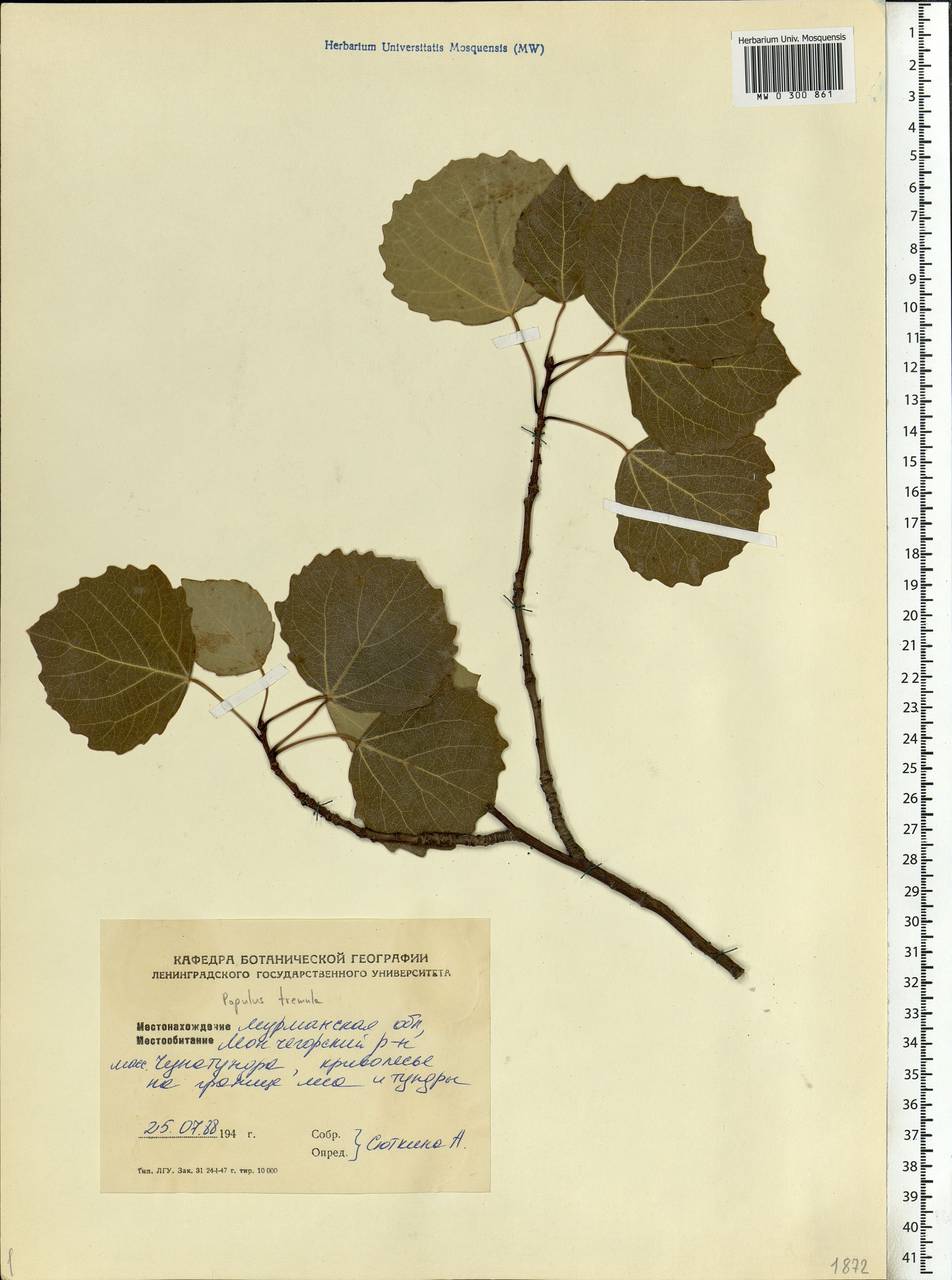 Populus tremula L., Eastern Europe, Northern region (E1) (Russia)