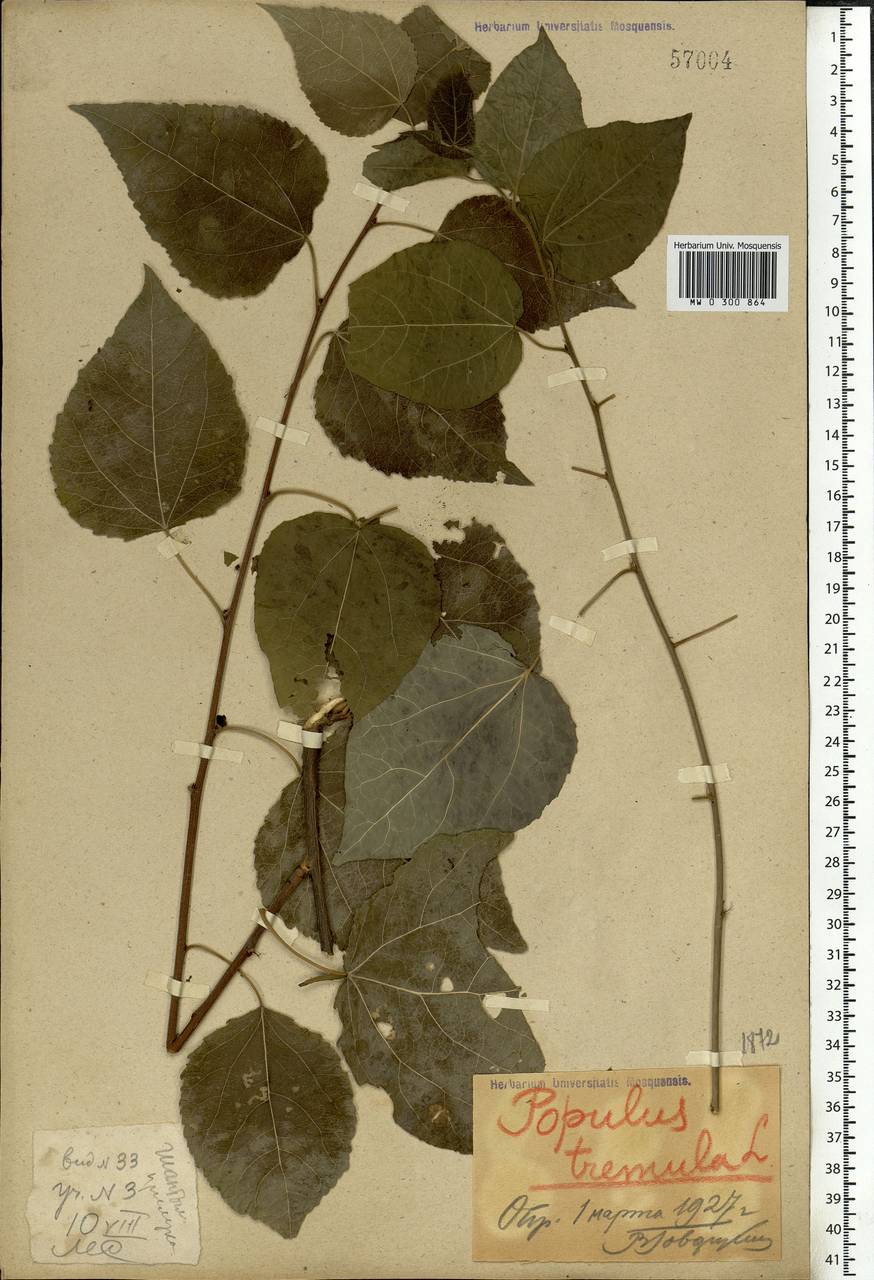 Populus tremula L., Eastern Europe, Northern region (E1) (Russia)