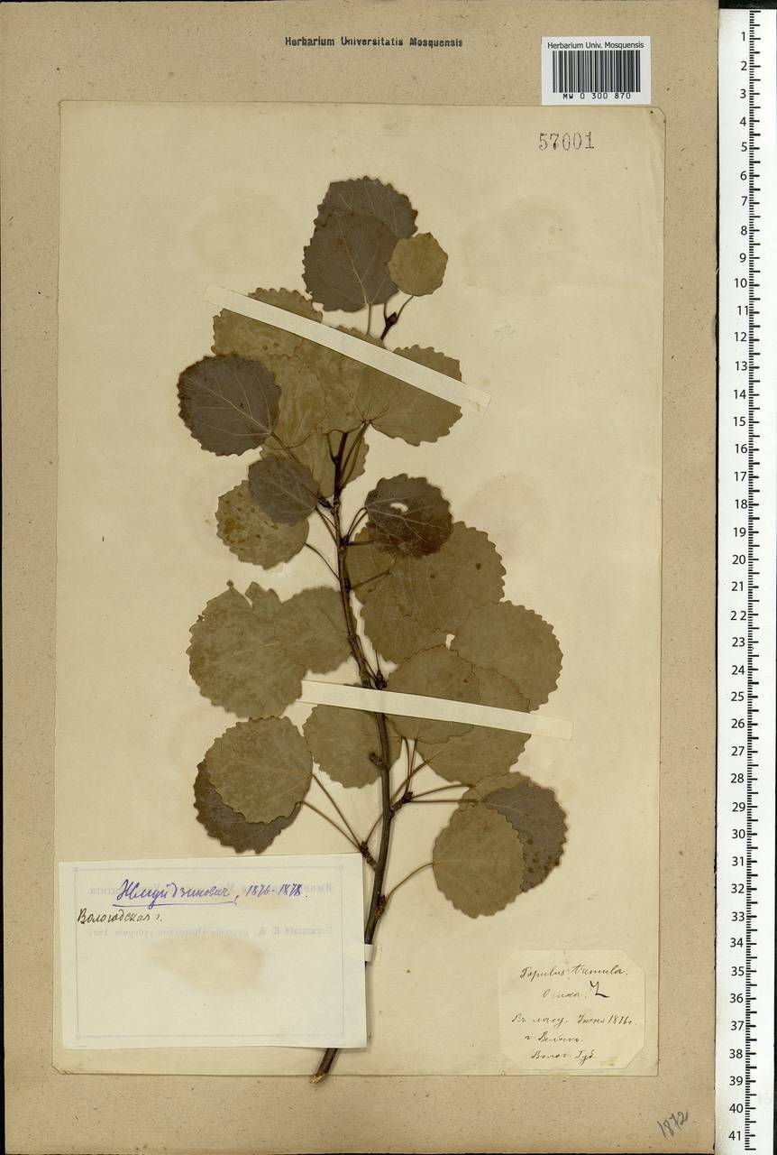 Populus tremula L., Eastern Europe, Northern region (E1) (Russia)