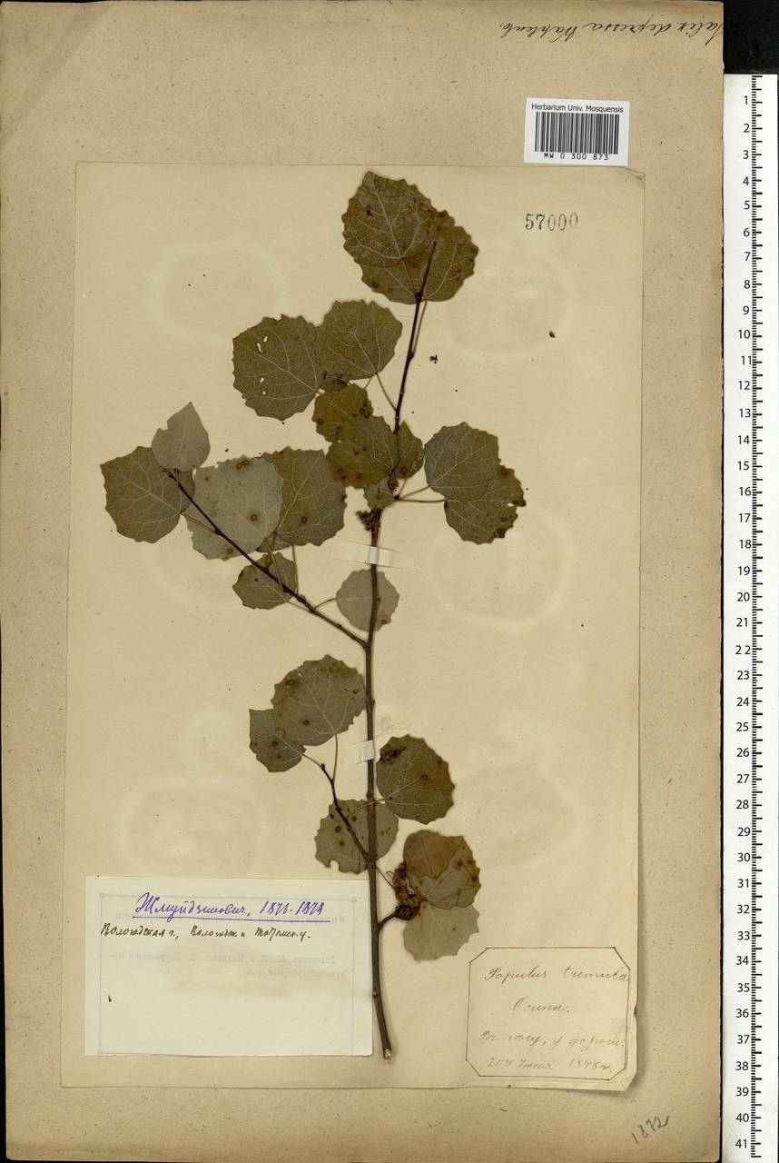 Populus tremula L., Eastern Europe, Northern region (E1) (Russia)