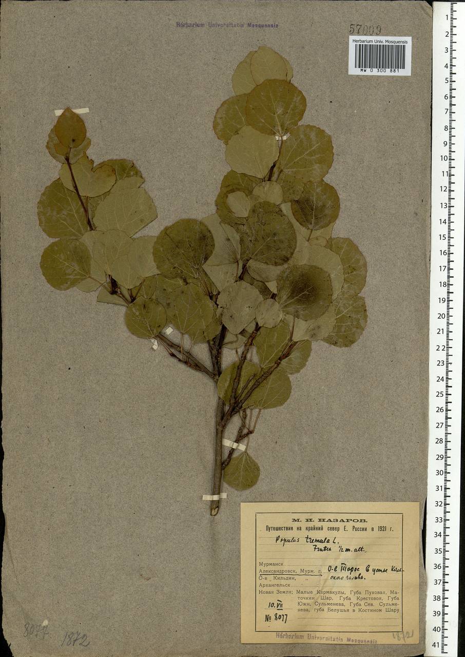 Populus tremula L., Eastern Europe, Northern region (E1) (Russia)