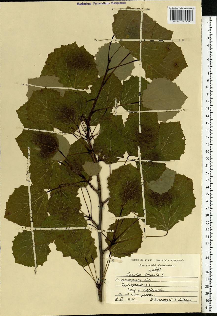 Populus tremula L., Eastern Europe, Central region (E4) (Russia)