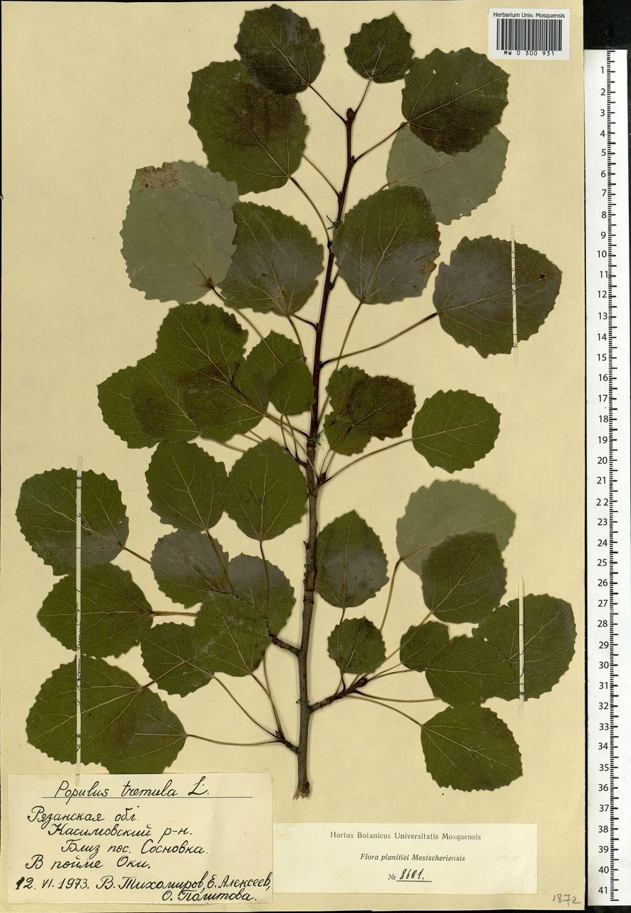 Тополь осинообразный лист