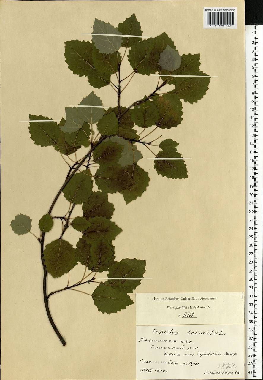 Populus tremula L., Eastern Europe, Central region (E4) (Russia)