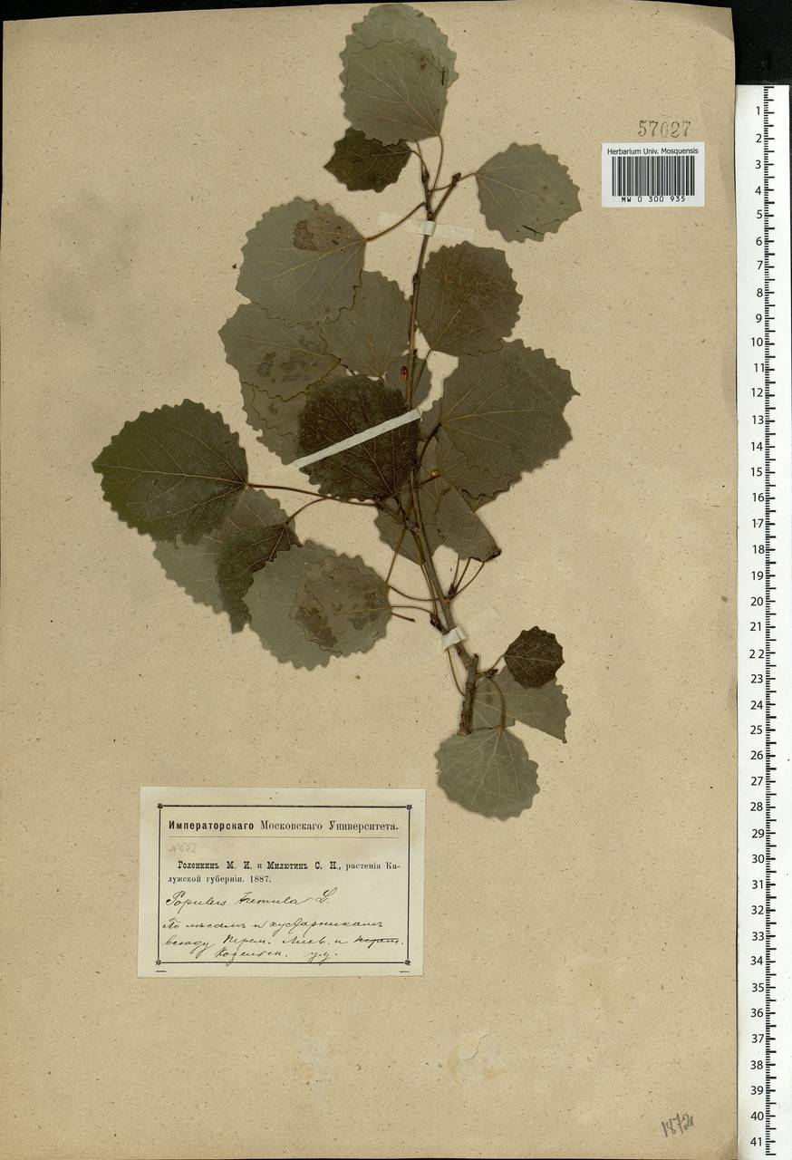 Populus tremula L., Eastern Europe, Central region (E4) (Russia)