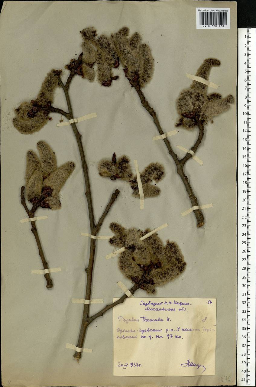 Populus tremula L., Eastern Europe, Moscow region (E4a) (Russia)