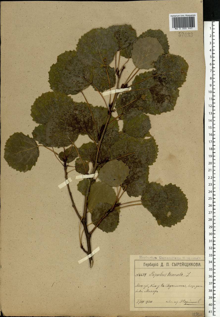 Populus tremula L., Eastern Europe, Moscow region (E4a) (Russia)