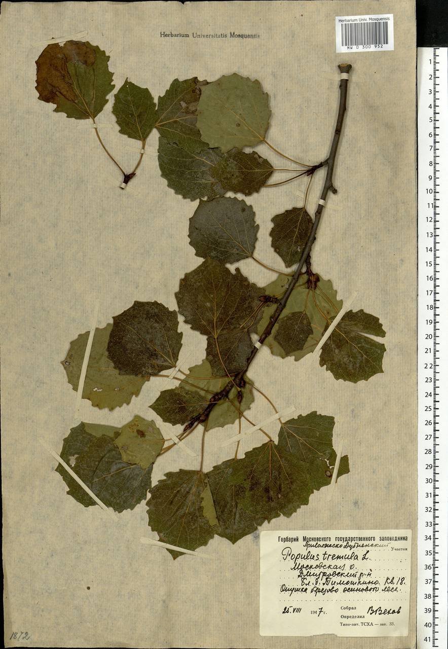 Populus tremula L., Eastern Europe, Moscow region (E4a) (Russia)