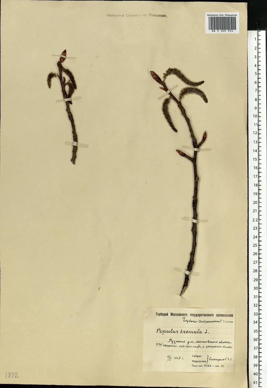 Populus tremula L., Eastern Europe, Moscow region (E4a) (Russia)