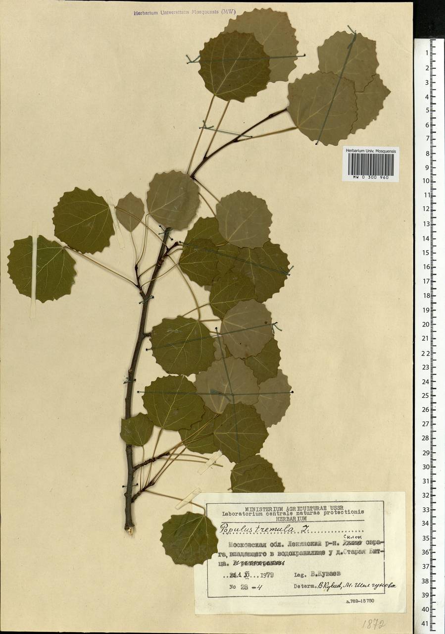 Populus tremula L., Eastern Europe, Moscow region (E4a) (Russia)